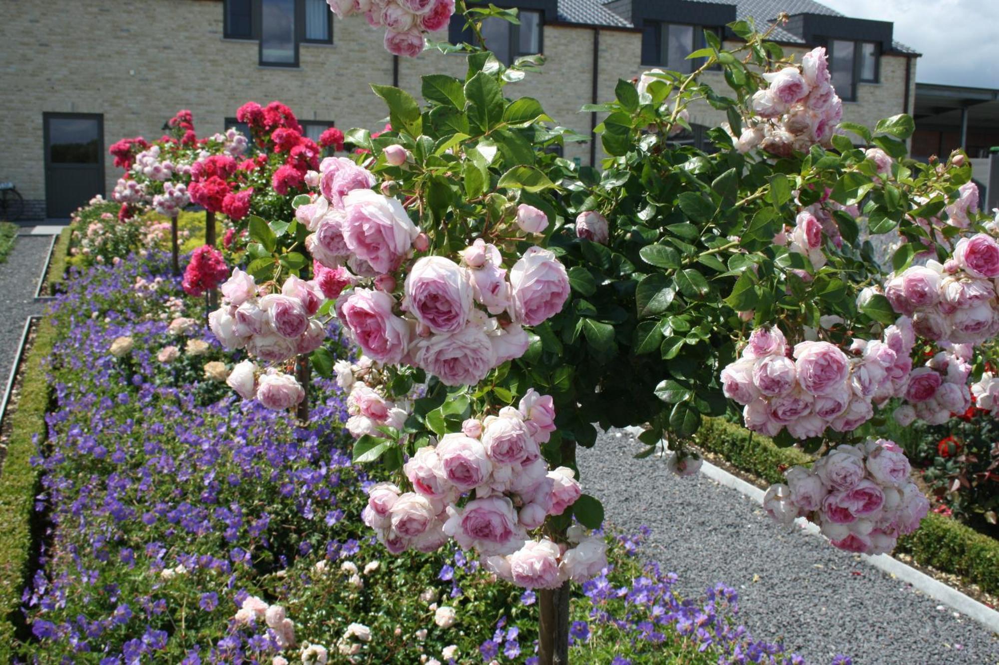 B&B La Vie En Roses Moorsel ภายนอก รูปภาพ